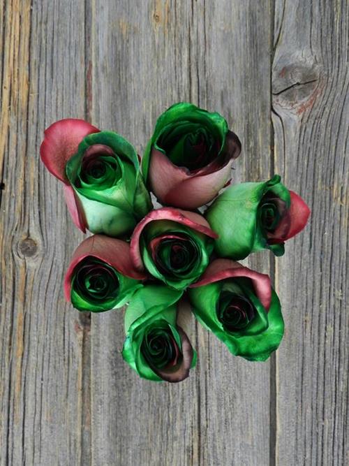  RED & GREEN TINTED ROSE